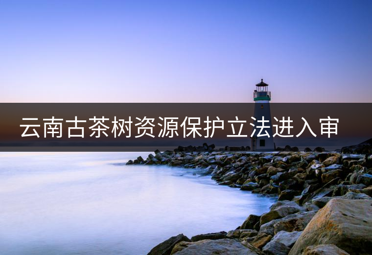云南古茶樹資源保護立法進入審議階段