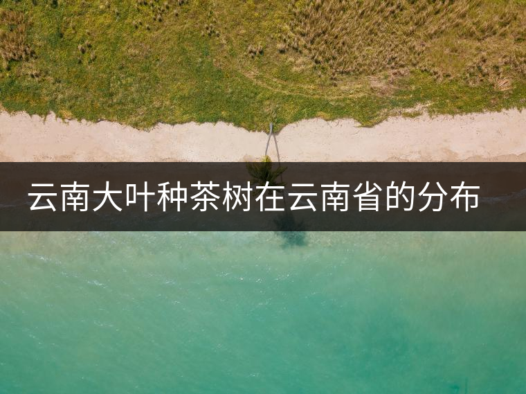 云南大葉種茶樹(shù)在云南省的分布情況 云南大葉種茶樹(shù)在云南省的分布情況