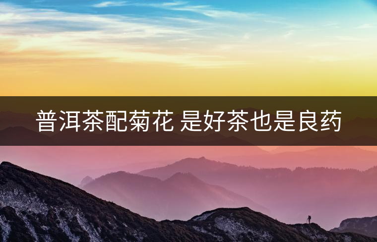 普洱茶配菊花 是好茶也是良藥