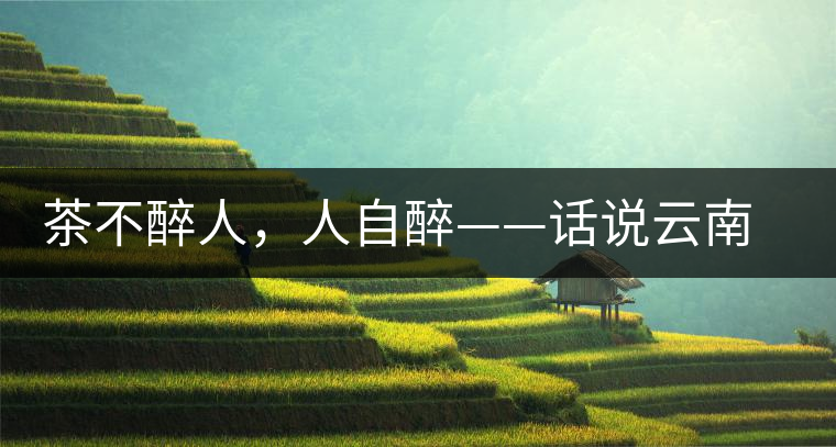 茶不醉人，人自醉——話說云南冰島普洱茶