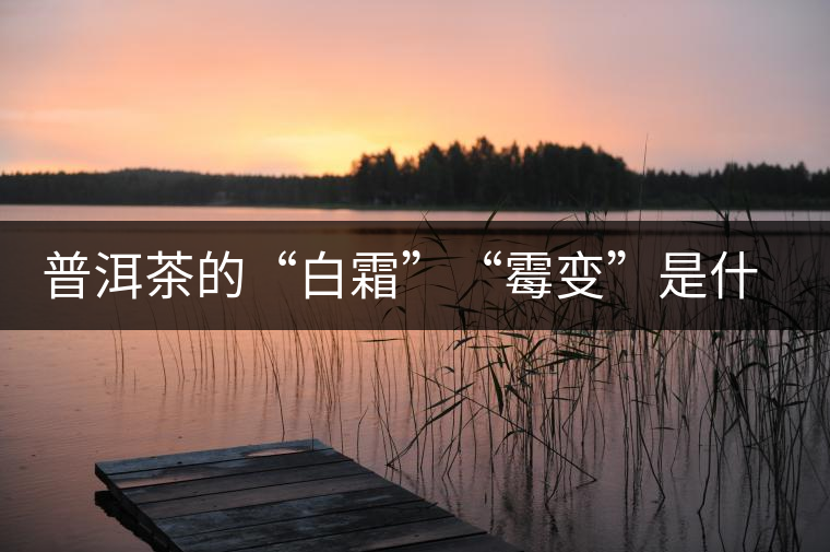 普洱茶的“白霜”“霉變”是什么鬼？