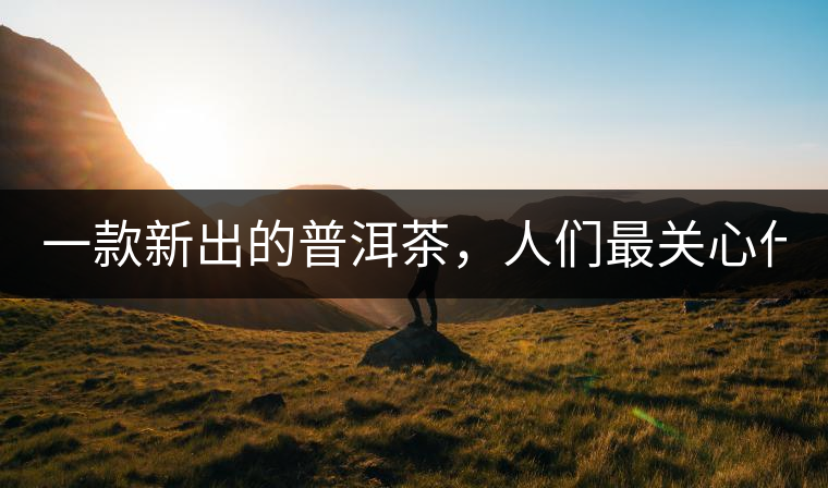 一款新出的普洱茶，人們最關心什么?