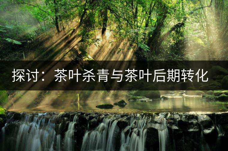 探討：茶葉殺青與茶葉后期轉(zhuǎn)化有什么關(guān)系？