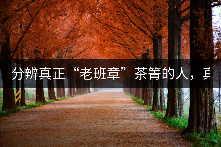 分辨真正“老班章”茶箐的人，真的不多！