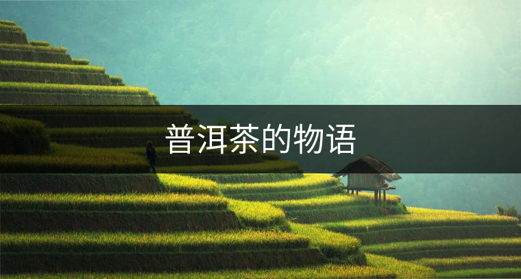 普洱茶的物語