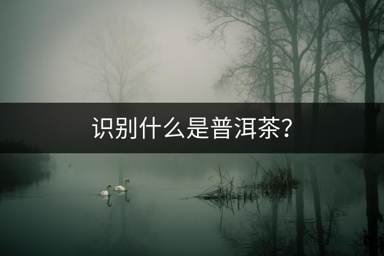識別什么是普洱茶？