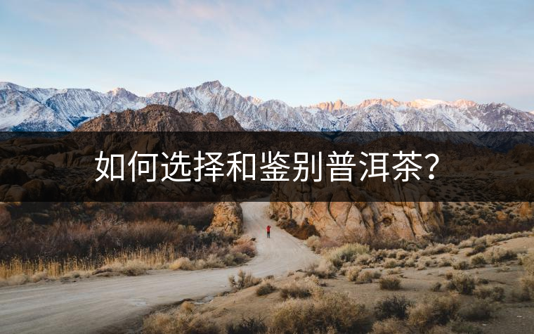 如何選擇和鑒別普洱茶？