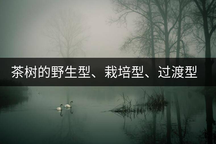 茶樹的野生型、栽培型、過渡型是怎么界定的？