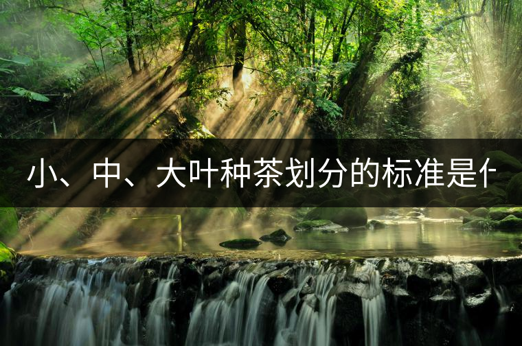 小、中、大葉種茶劃分的標準是什么？