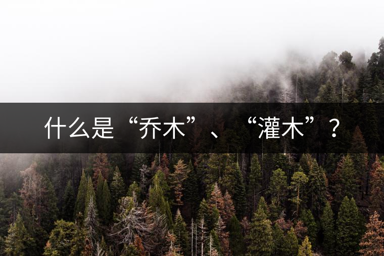 什么是“喬木”、“灌木”？