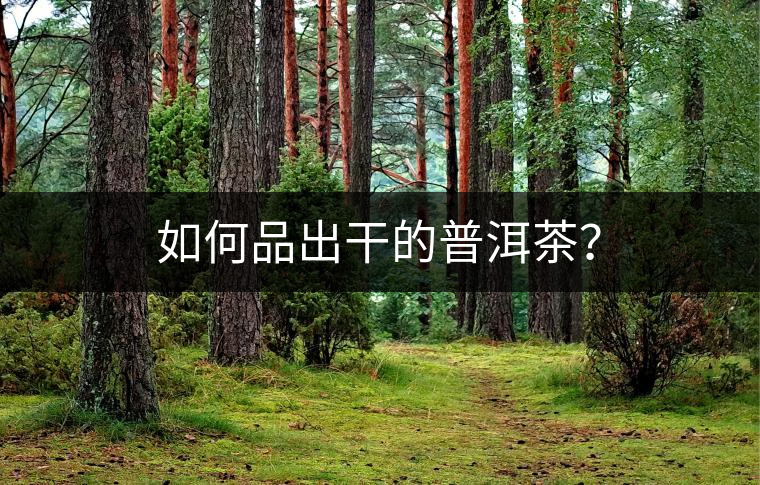 如何品出干的普洱茶？