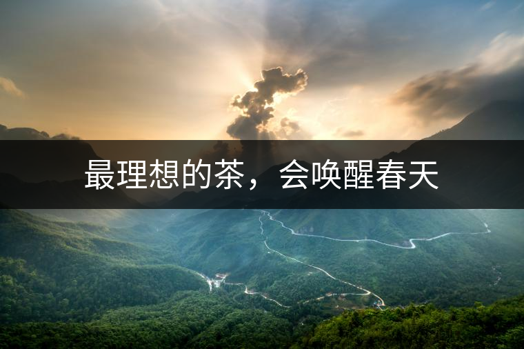 最理想的茶，會(huì)喚醒春天