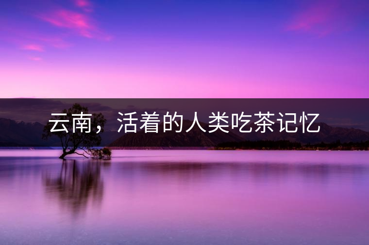 云南，活著的人類吃茶記憶