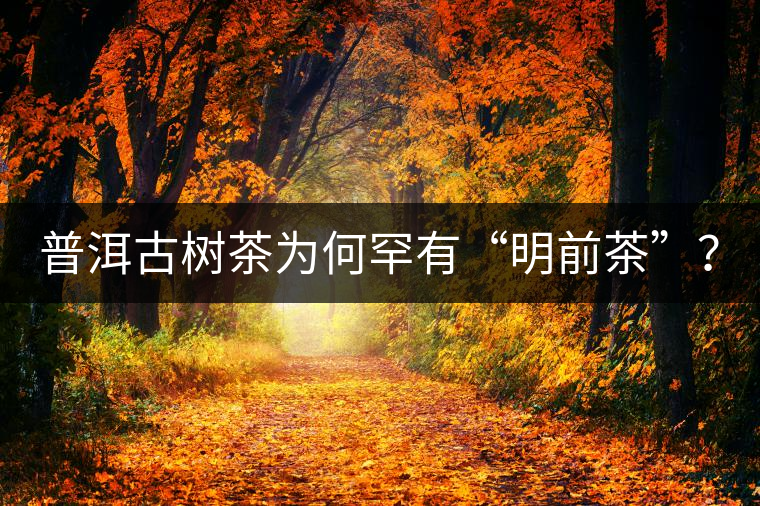 普洱古樹(shù)茶為何罕有“明前茶”？
