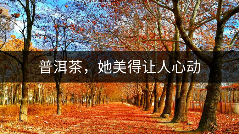 普洱茶，她美得讓人心動(dòng)