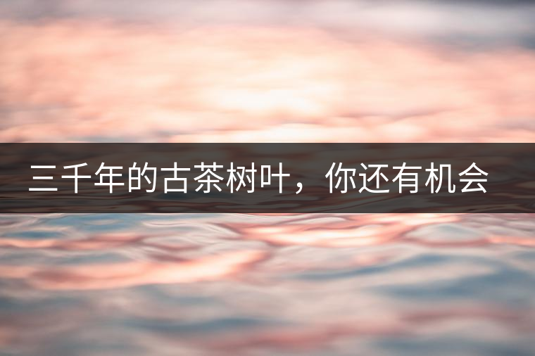 三千年的古茶樹葉，你還有機(jī)會(huì)喝到嗎？