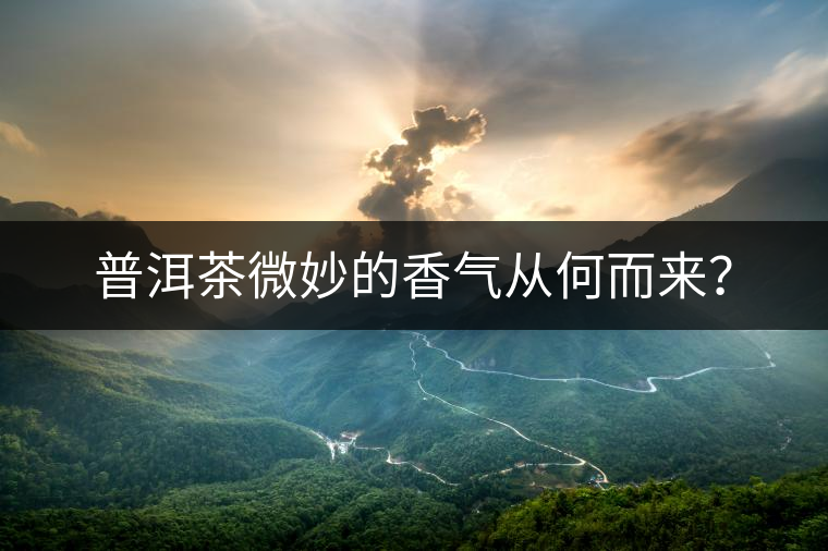 普洱茶微妙的香氣從何而來(lái)？