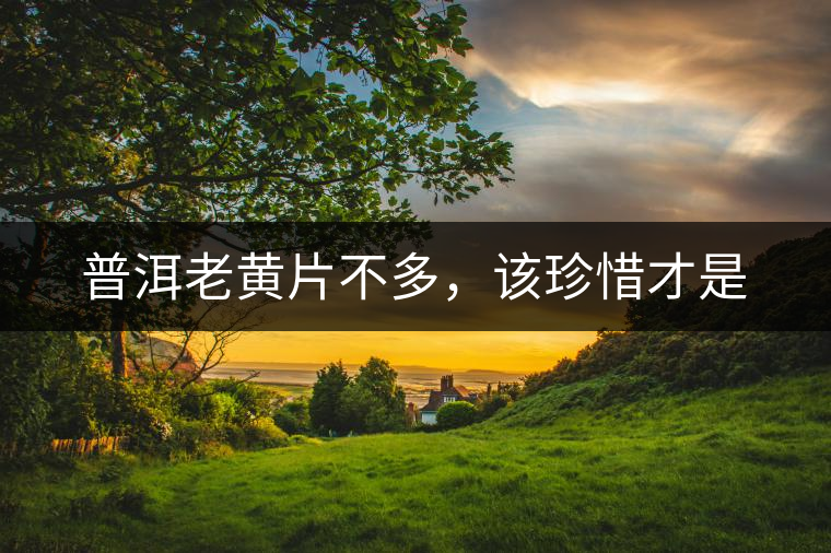 普洱老黃片不多，該珍惜才是