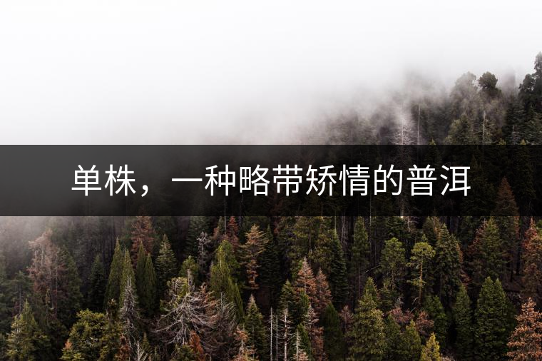 單株，一種略帶矯情的普洱