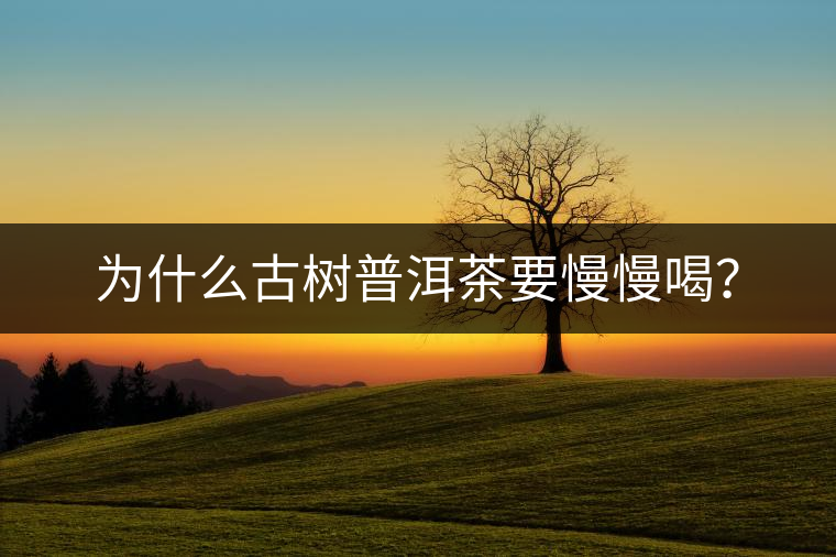 為什么古樹普洱茶要慢慢喝？