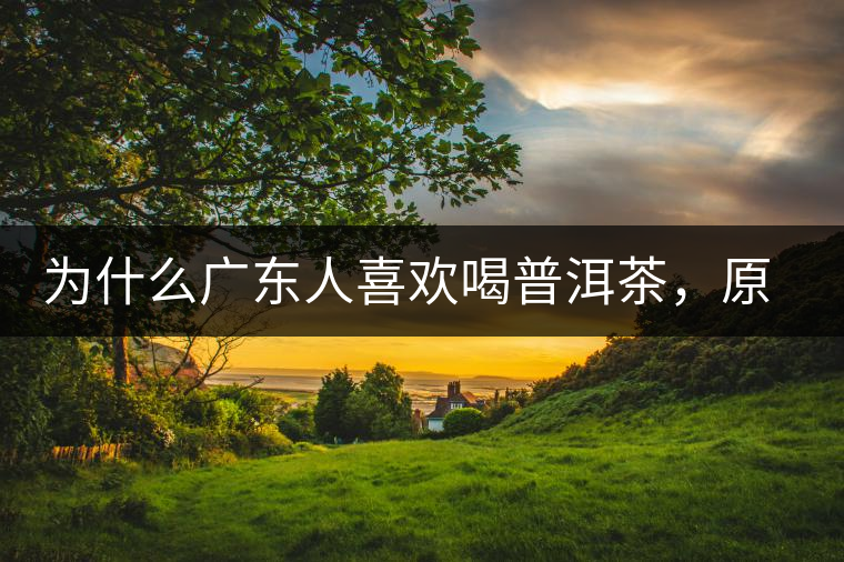 為什么廣東人喜歡喝普洱茶，原因你絕對想不到！