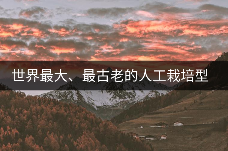 世界最大、最古老的人工栽培型的古茶樹——香竹箐茶祖
