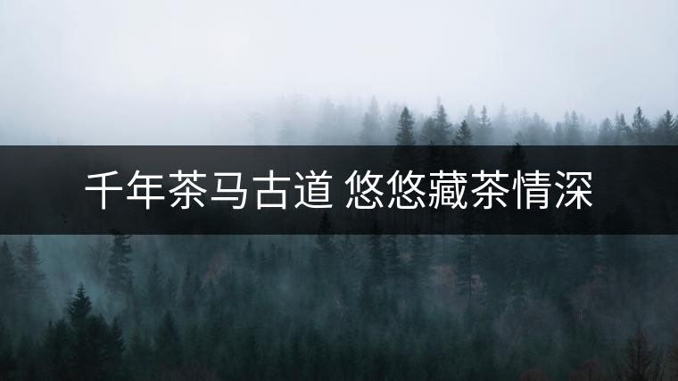 千年茶馬古道 悠悠藏茶情深