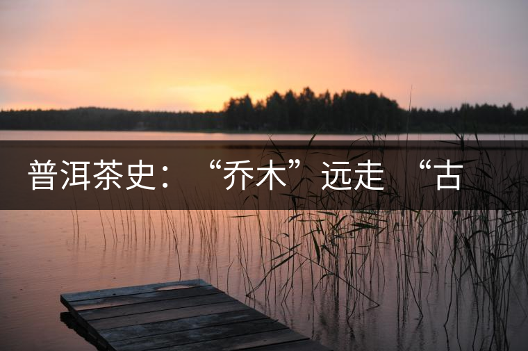 普洱茶史:“喬木”遠(yuǎn)走 “古樹(shù)”時(shí)代的到來(lái) 普洱茶史:“喬木”遠(yuǎn)走 “古樹(shù)”時(shí)代的到來(lái)