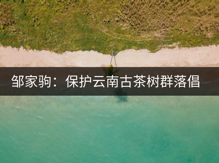 鄒家駒:保護云南古茶樹群落倡議書 鄒家駒:保護云南古茶樹群落倡議書