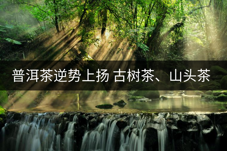 普洱茶逆勢(shì)上揚(yáng) 古樹茶、山頭茶遭“熱捧”