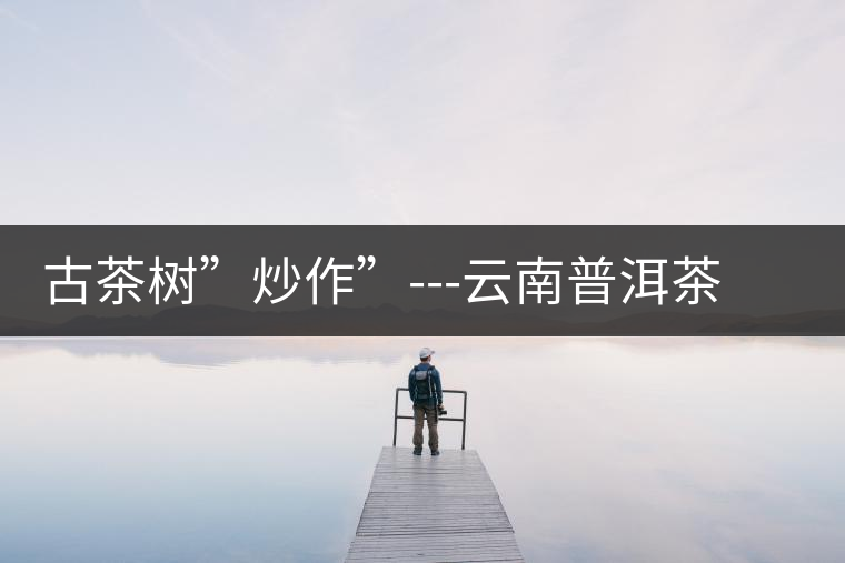 古茶樹”炒作”---云南普洱茶銷售的突破點之二 古茶樹”炒作”---云南普洱茶銷售的突破點之二