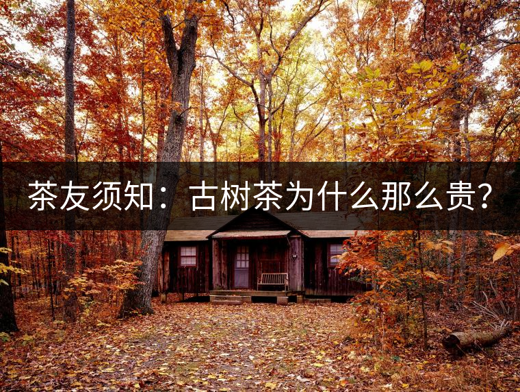 茶友須知：古樹茶為什么那么貴？