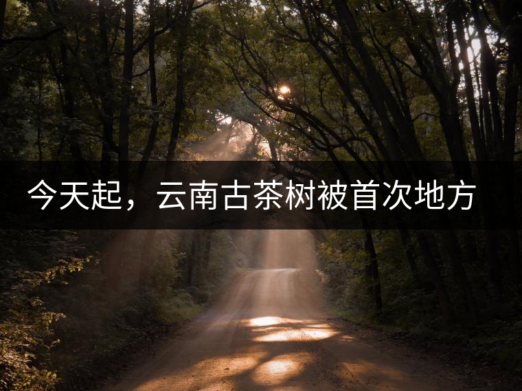 今天起，云南古茶樹(shù)被首次地方立法保護(hù)