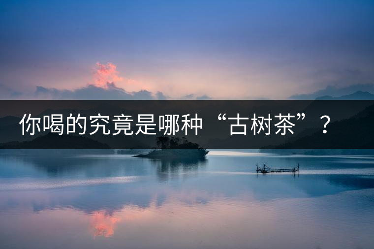 你喝的究竟是哪種“古樹(shù)茶”？（收茶必備知識(shí)）