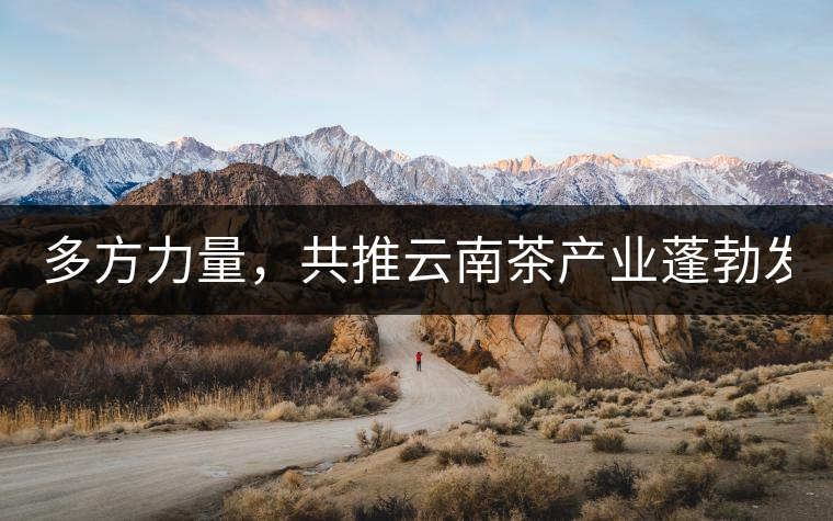 多方力量，共推云南茶產(chǎn)業(yè)蓬勃發(fā)展！