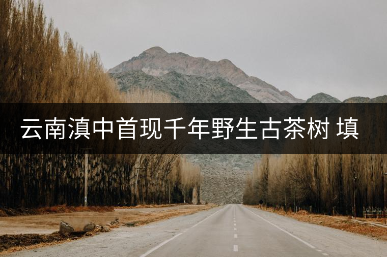 云南滇中首現千年野生古茶樹 填補滇中古茶樹空白 云南滇中首現千年野生古茶樹 填補滇中古茶樹空白