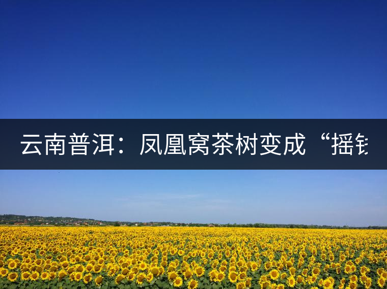 云南普洱:鳳凰窩茶樹變成“搖錢樹” 云南普洱:鳳凰窩茶樹變成“搖錢樹”