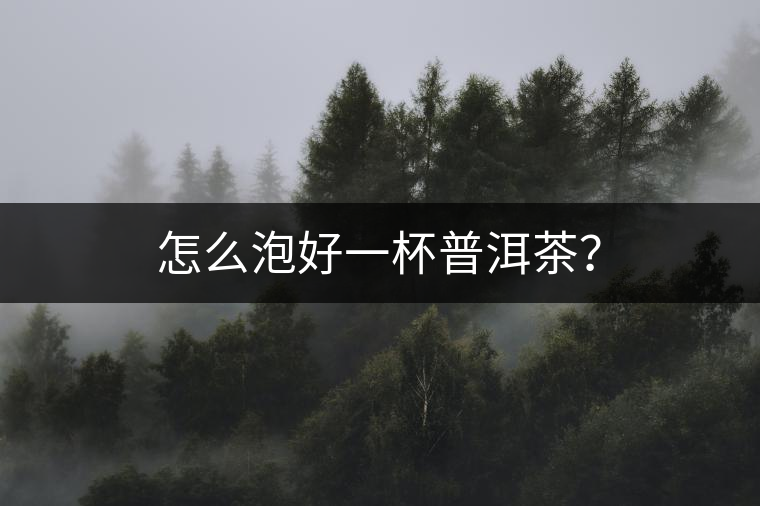 怎么泡好一杯普洱茶？
