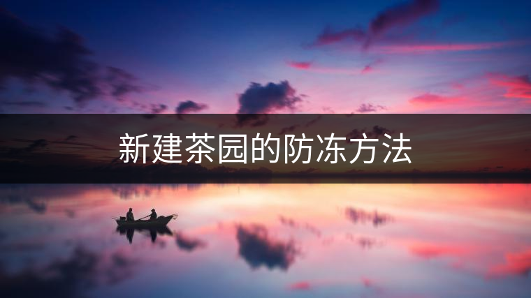 新建茶園的防凍方法 新建茶園的防凍方法