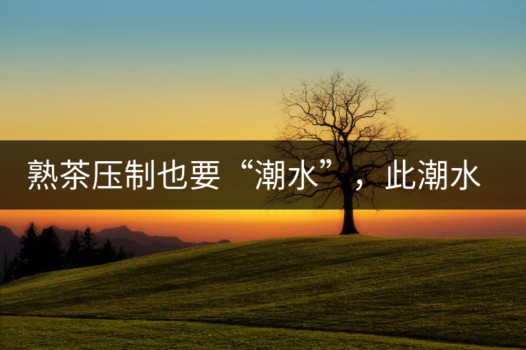 熟茶壓制也要“潮水”，此潮水的目的是什么？