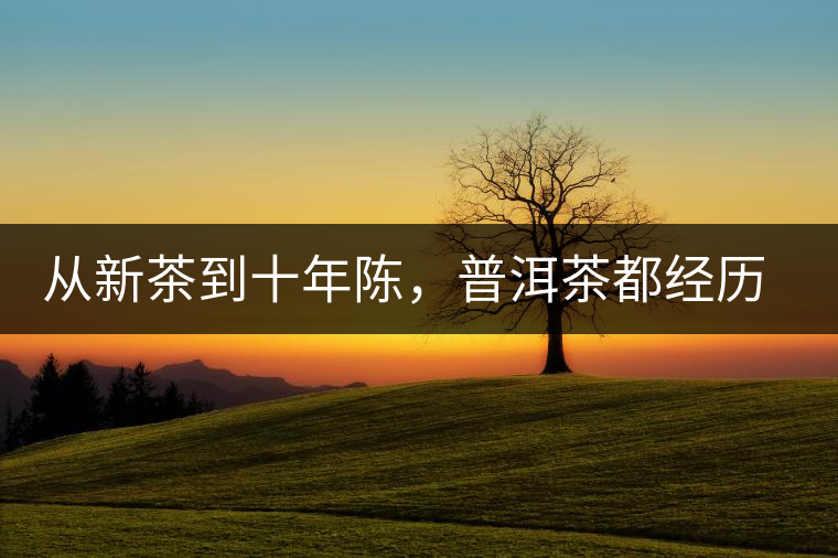 從新茶到十年陳，普洱茶都經(jīng)歷了什么？