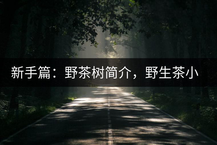 新手篇：野茶樹簡介，野生茶小知識