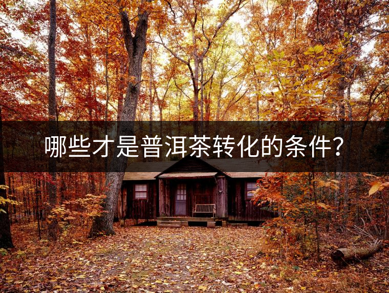 哪些才是普洱茶轉化的條件？