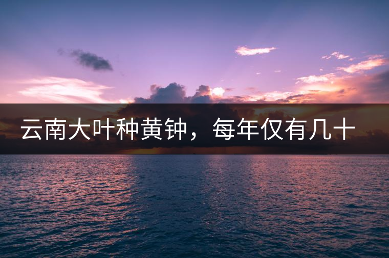 云南大葉種黃鐘，每年僅有幾十公斤的產(chǎn)量，堪稱茶界的“大熊貓”