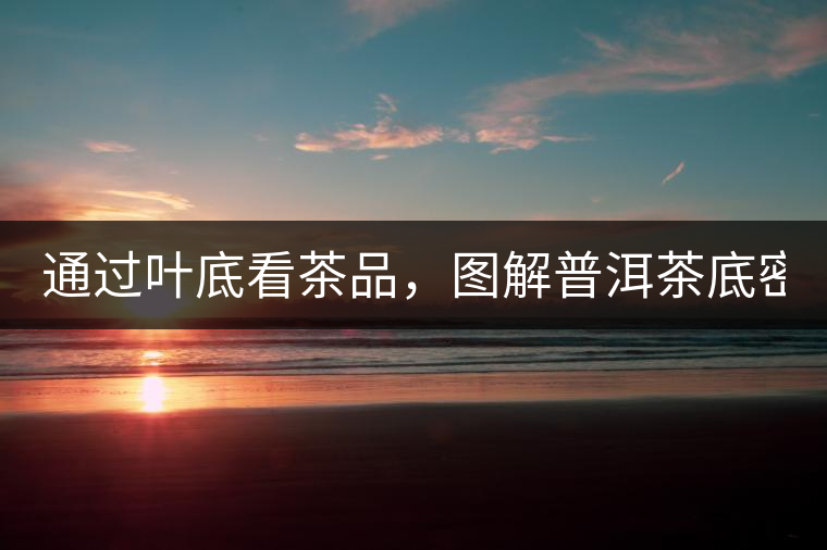 通過葉底看茶品，圖解普洱茶底密碼！