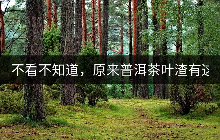 不看不知道，原來普洱茶葉渣有這么多作用！