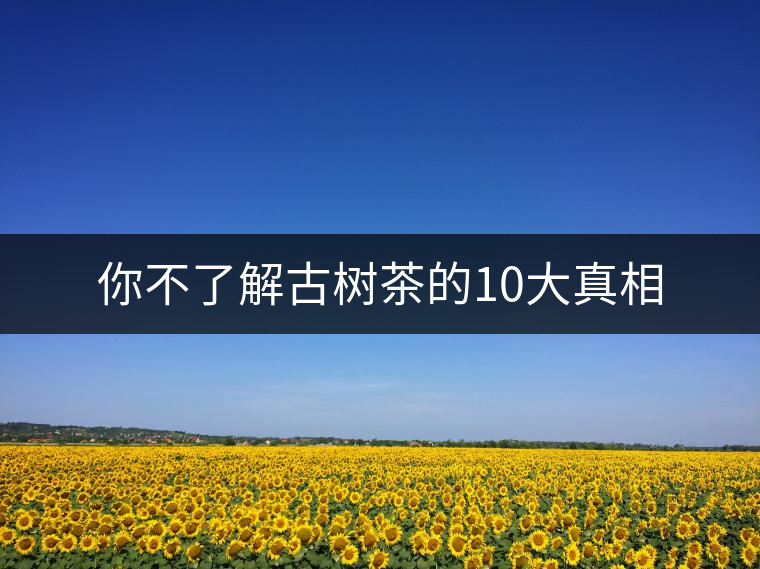 你不了解古樹茶的10大真相 你不了解古樹茶的10大真相