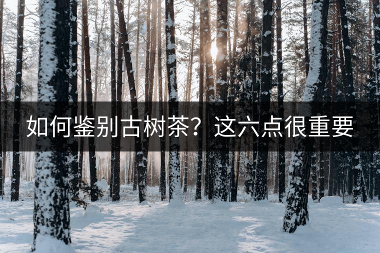 如何鑒別古樹茶？這六點很重要
