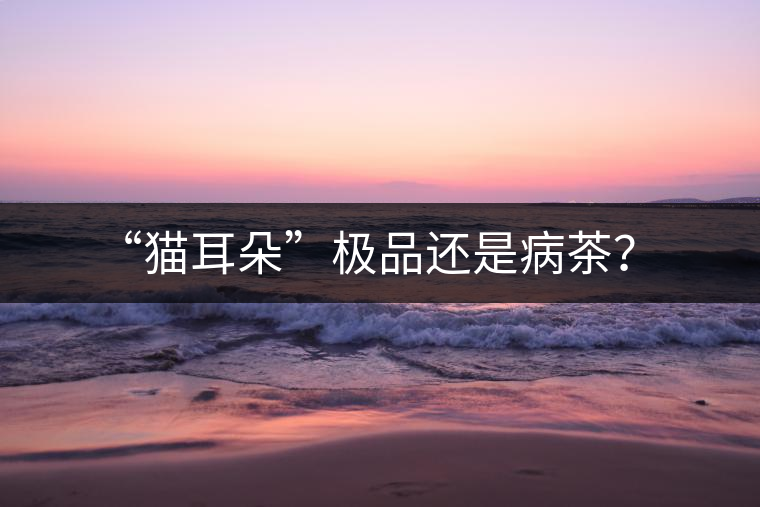“貓耳朵”極品還是病茶？