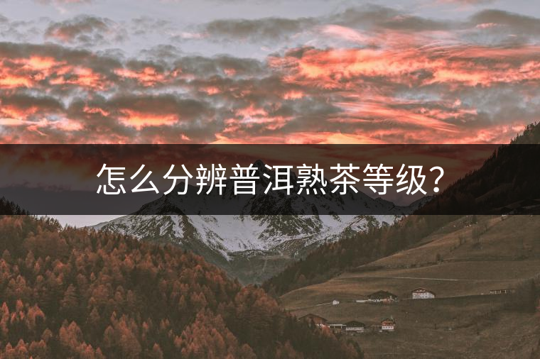 怎么分辨普洱熟茶等級？